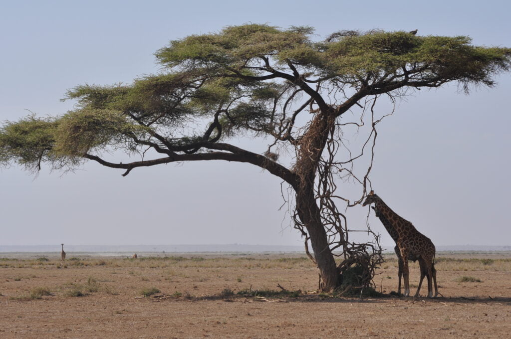 Girafe sous un arbre d'acacia, Amboseli