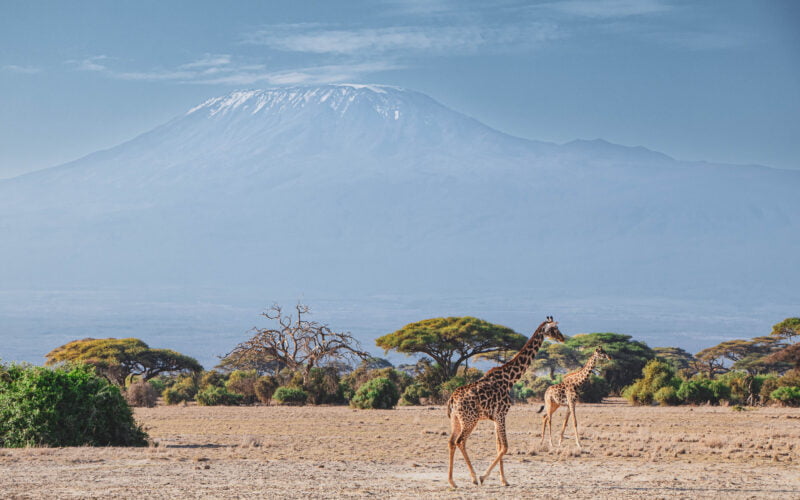 Vue sur le Kilimanjaro depuis le parc national Amboseli