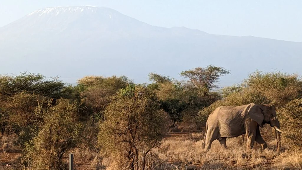 Elephant in front of Mount Kilimanjaro