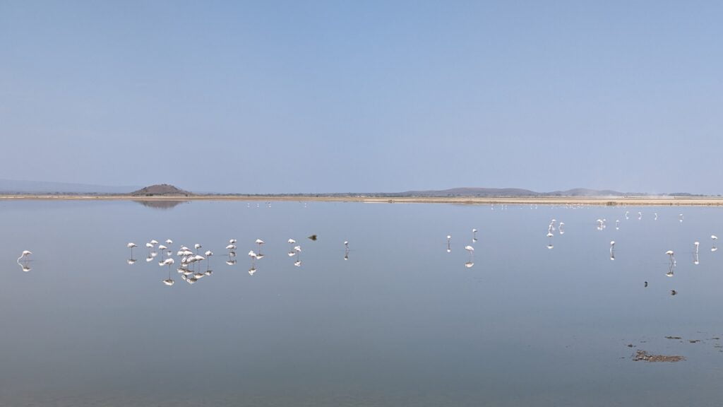 Flamingos at Amboseli