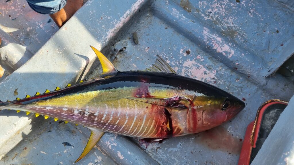 Fishing in Watamu