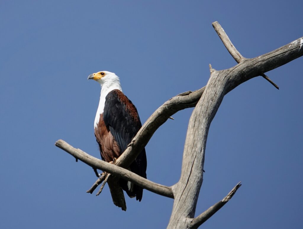 Fishing eagle at Lake Naivasha