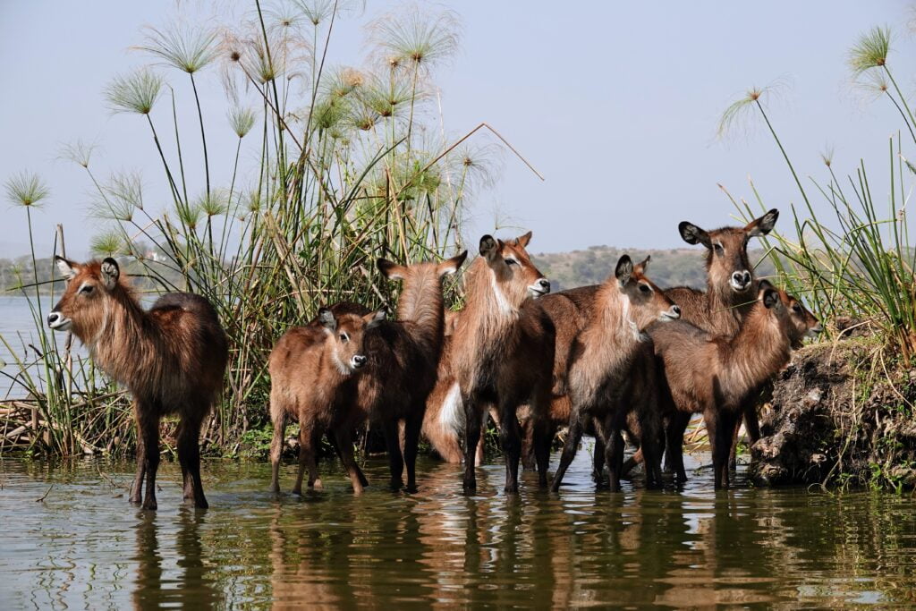 Cobes de Fassa on the shores of Lake Naivasha