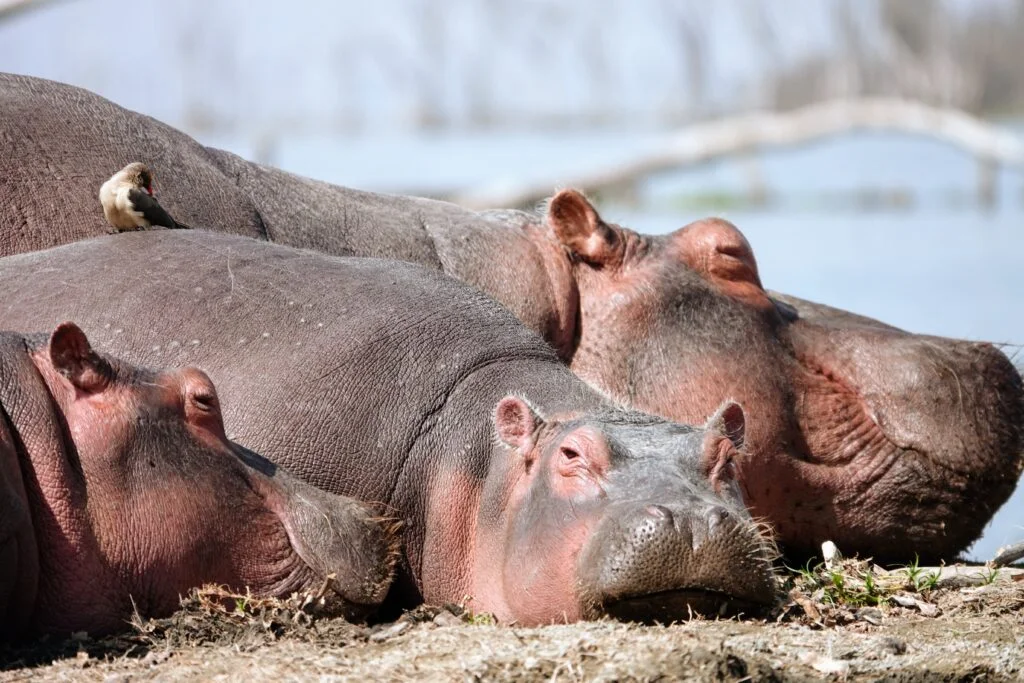 Hippos on the shores of Lake Naivasha