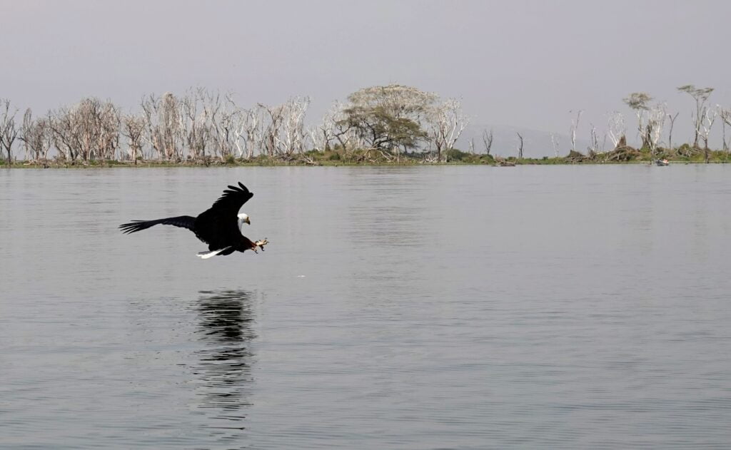 Fishing eagle at Lake Naivasha