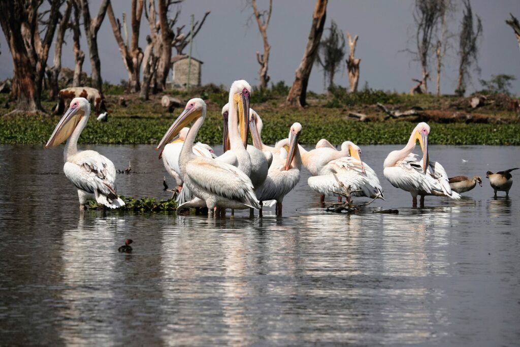 Pélicans au lac Naivasha