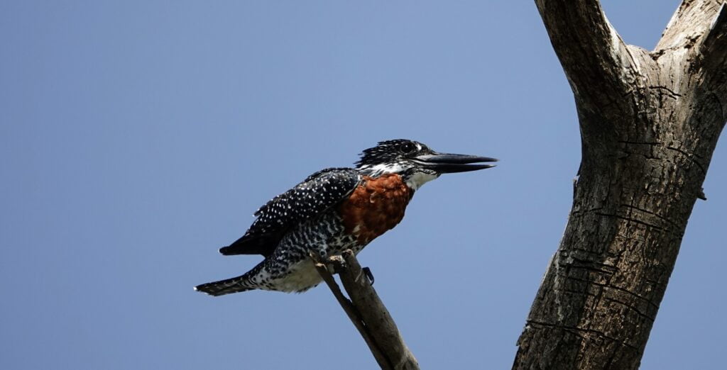 Martin-pêcheur au lac Naivasha