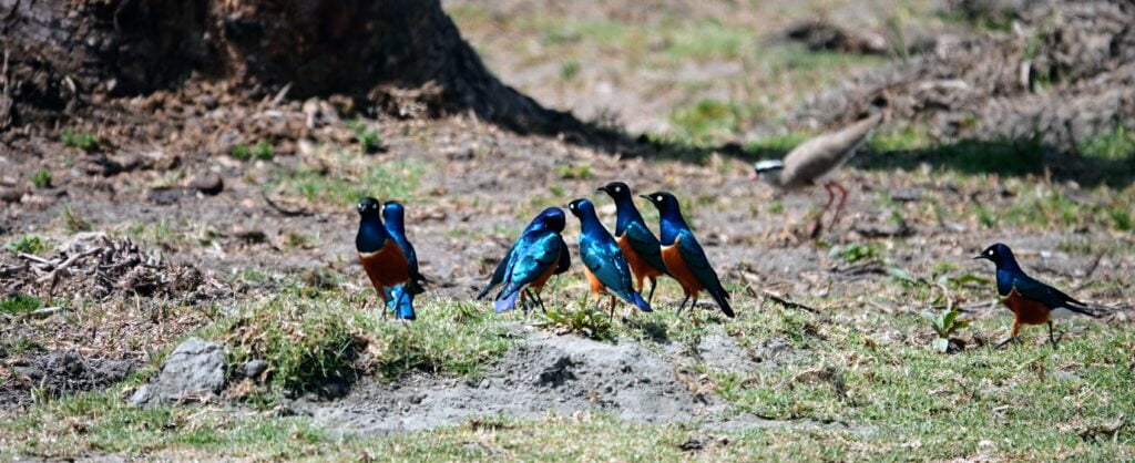 Greater blue-eared starlings on the shores of Naivasha Lake