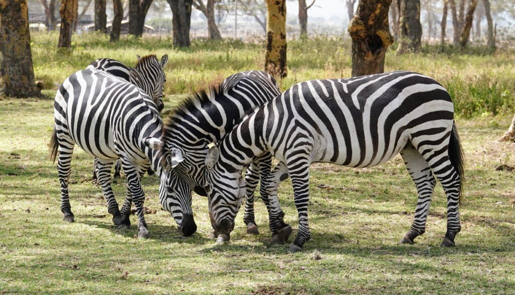 Zebras at Sanctuary Farm