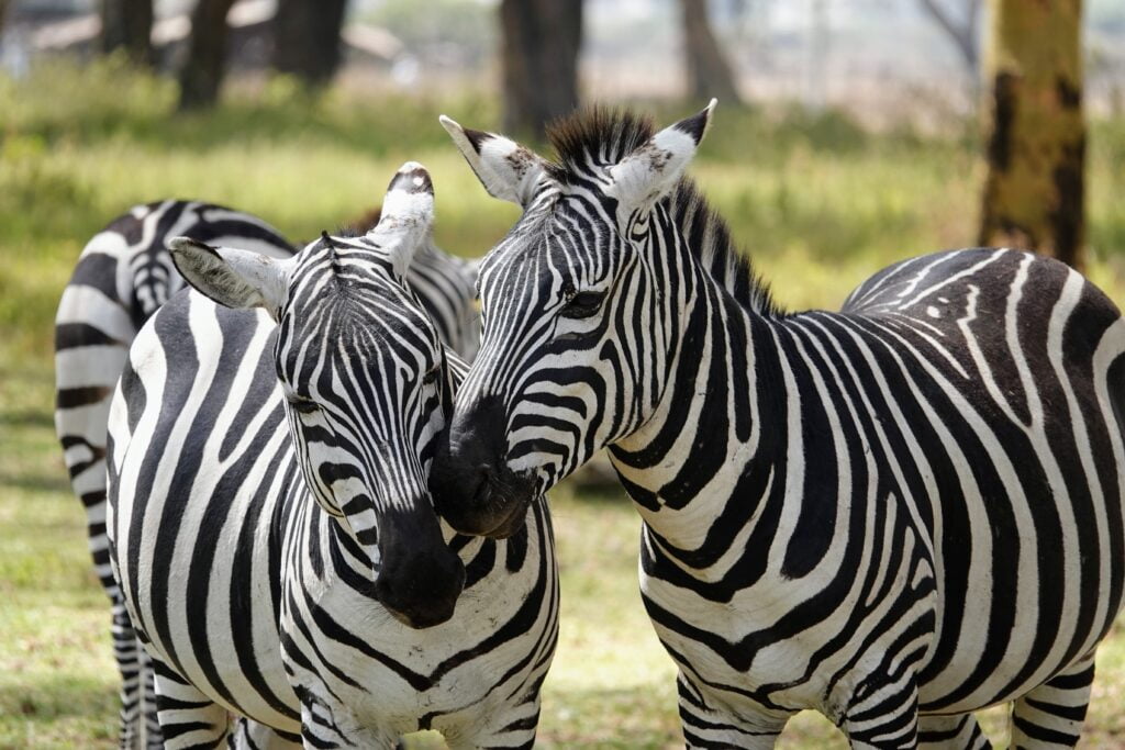 Zebras at Sanctuary Farm