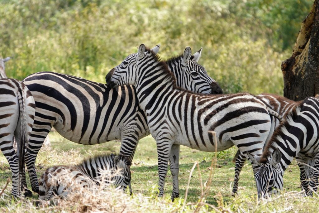 Zebras at Sanctuary Farm