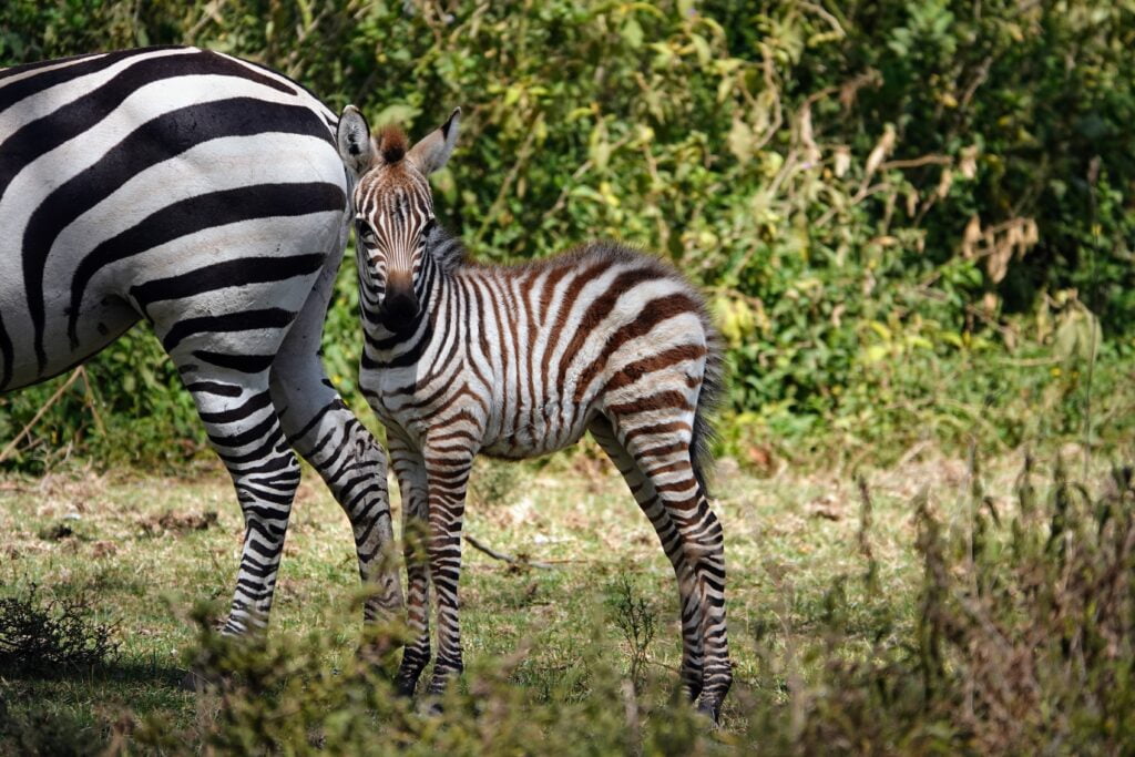 Zebras at Sanctuary Farm