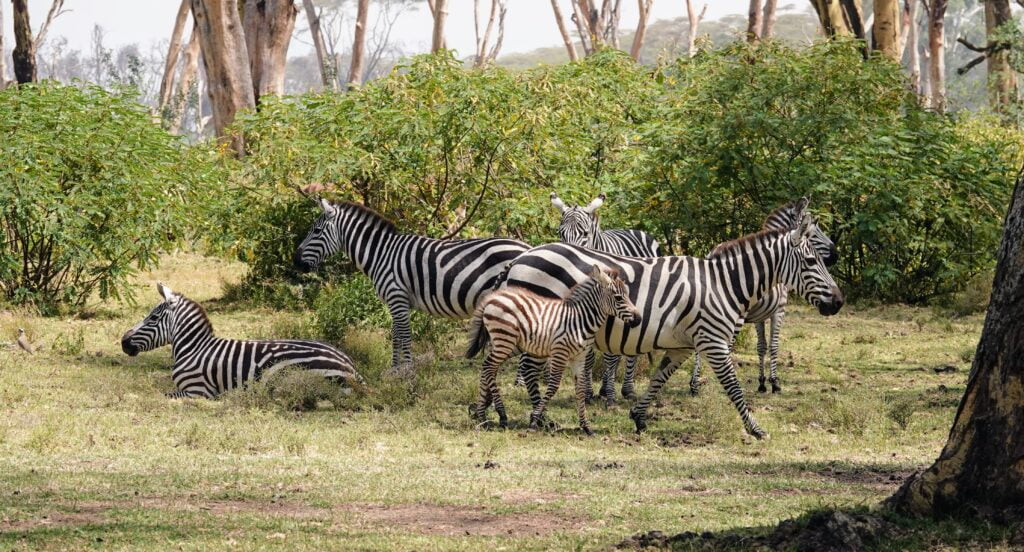 Zebras at Sanctuary Farm