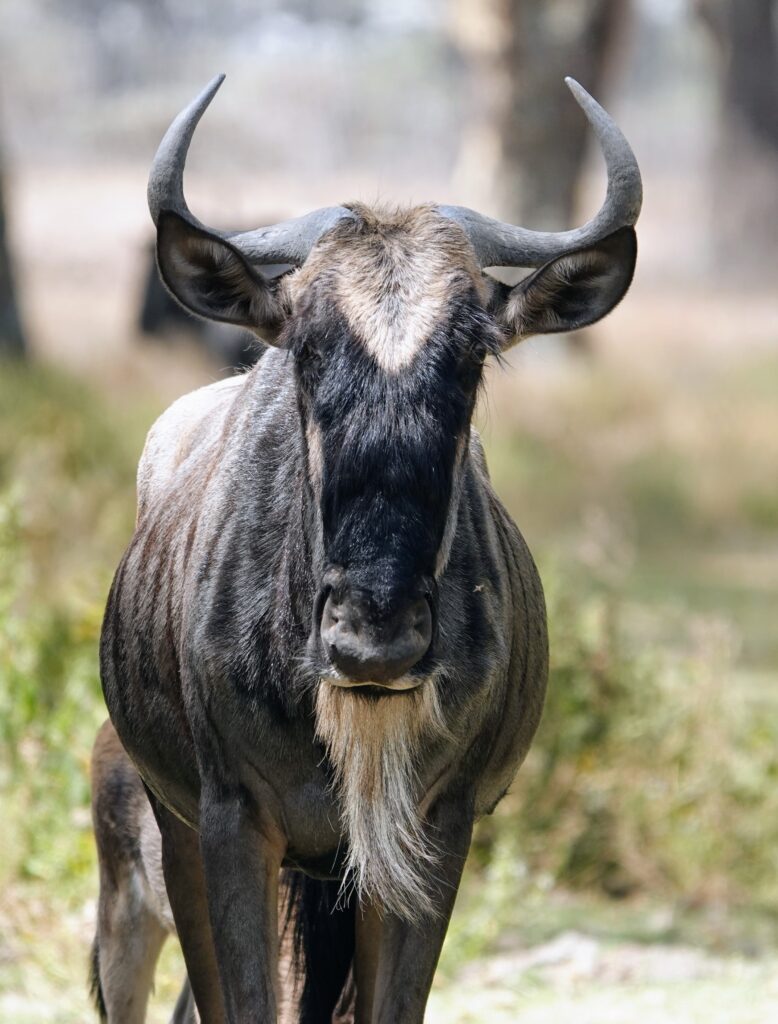 Gnus at Sanctuary Farm