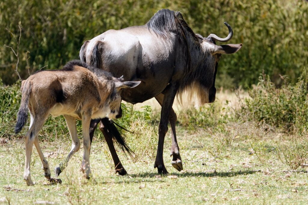 Gnus at Sanctuary Farm