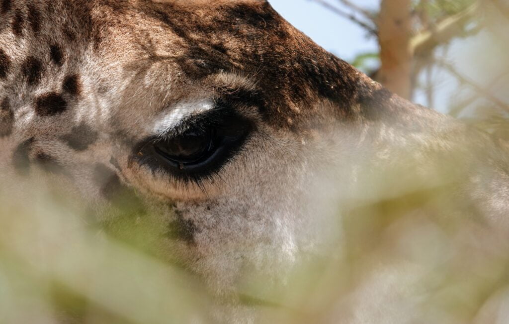 Nearby the giraffes at Sanctuary Farm