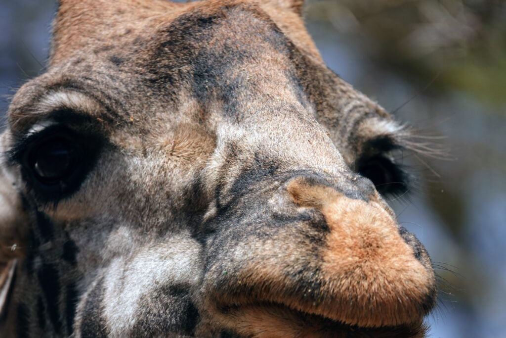 Nearby the giraffes at Sanctuary Farm