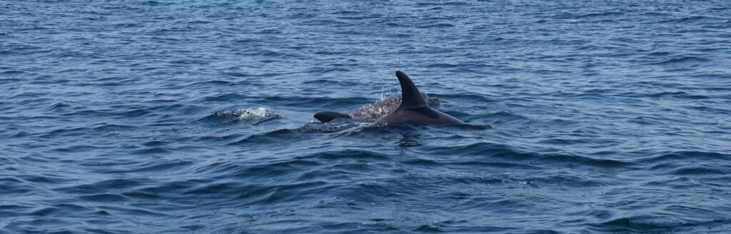 Dauphins à Watamu