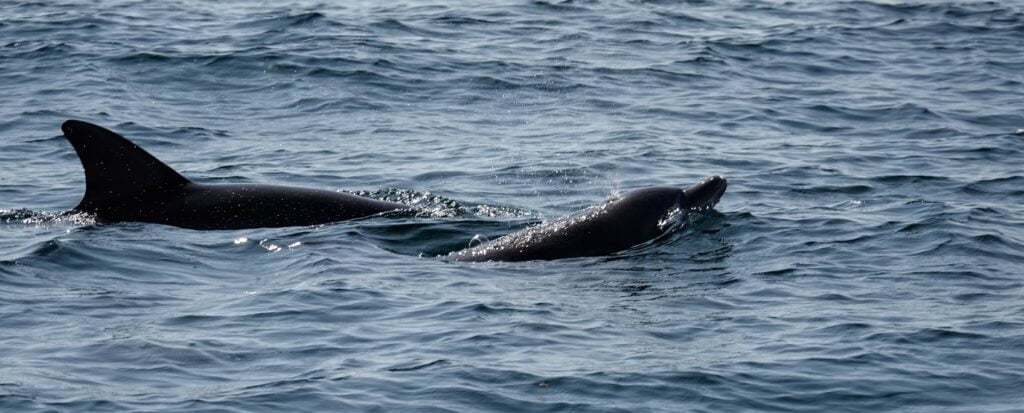 Dauphins à Watamu