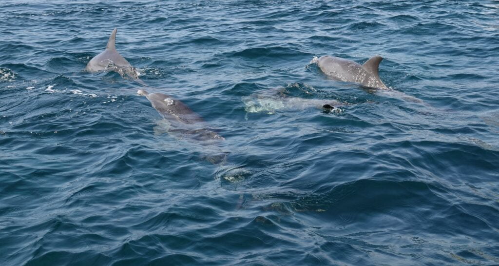 Dauphins à Watamu