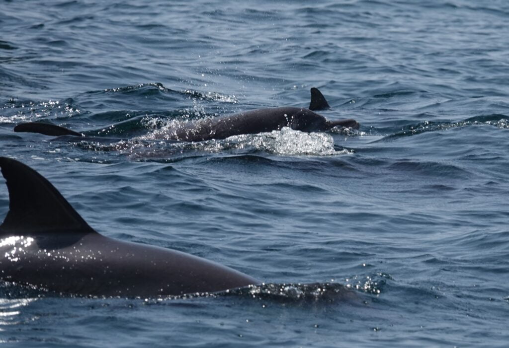 Dauphins à Watamu