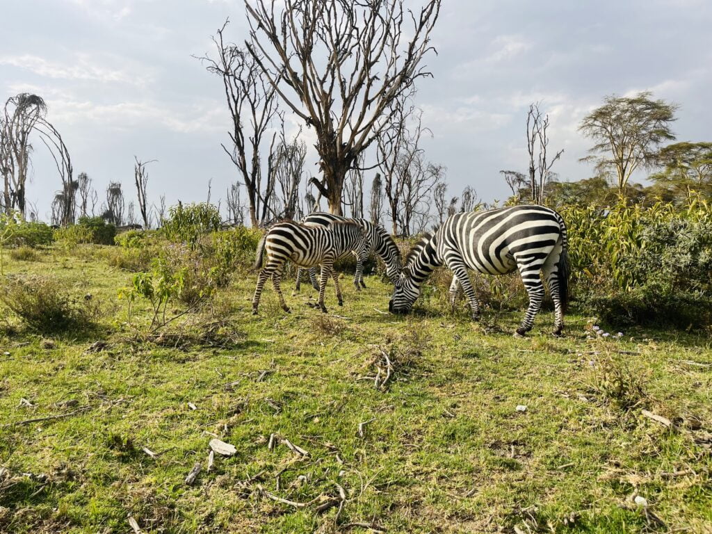 Zebras on the shores of Lake Naivasha