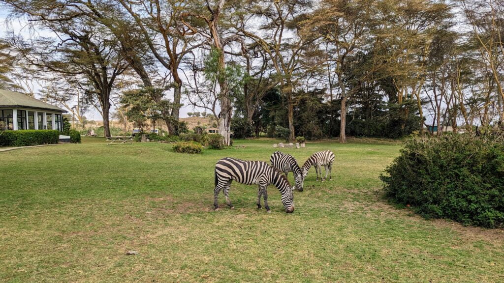 Welcome committee upon our arrival at the lodge