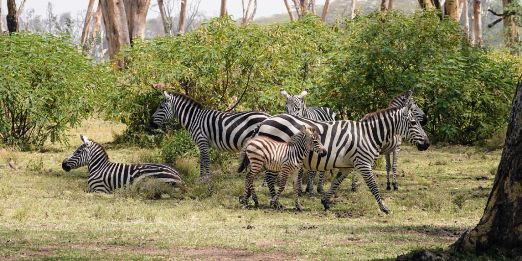 Zebras on the shores of Lake Naivasha