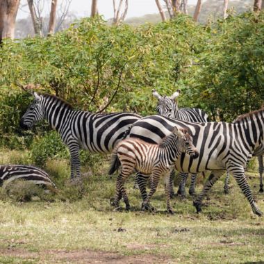 Zebras on the shores of Lake Naivasha