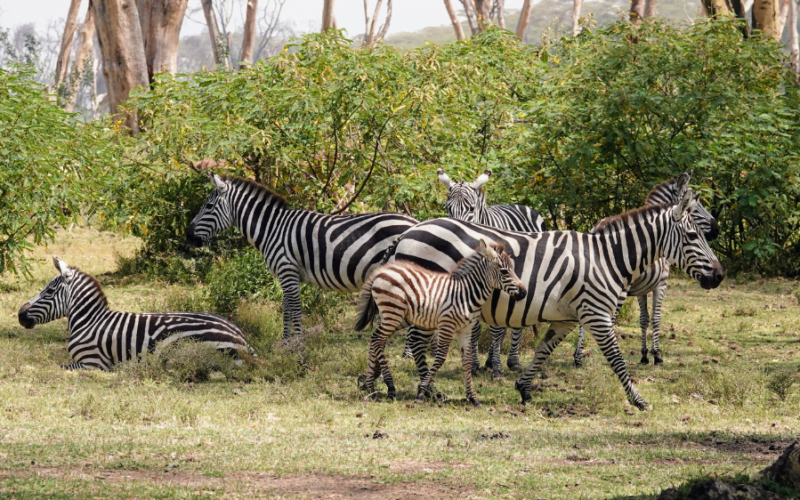 Zèbres sur les berges du lac Naivasha