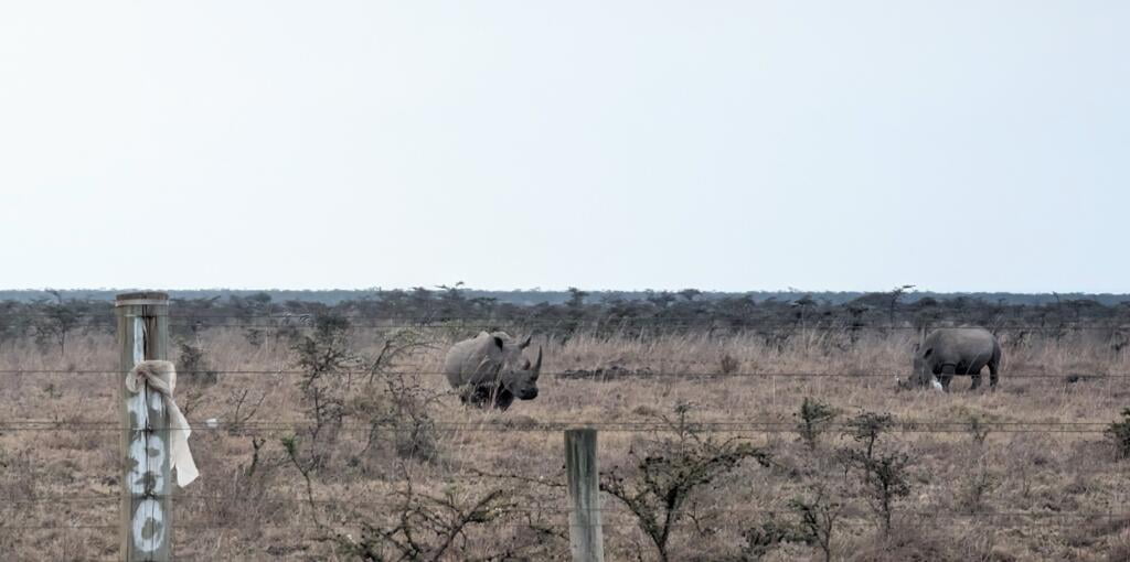 Rhinos dans le Parc National de Nairobi, Kenya