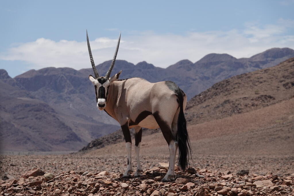 Oryx, Namibie