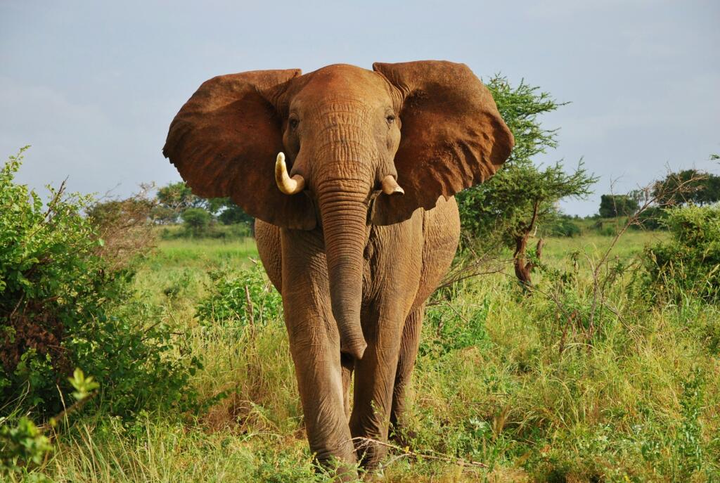 Mery National Park, Kenya