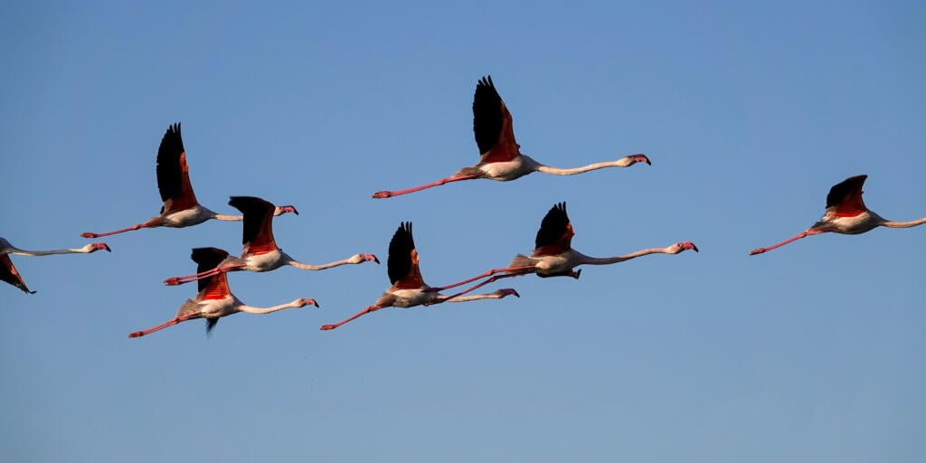 Flamants roses à Aigues-Mortes, Camargue