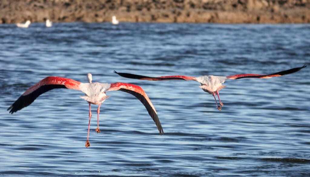 Flamants roses à Aigues-Mortes, Camargue