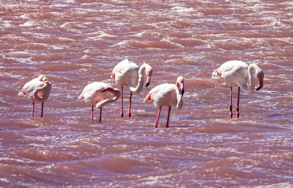 Flamingos at Aigues-Mortes, Camargue