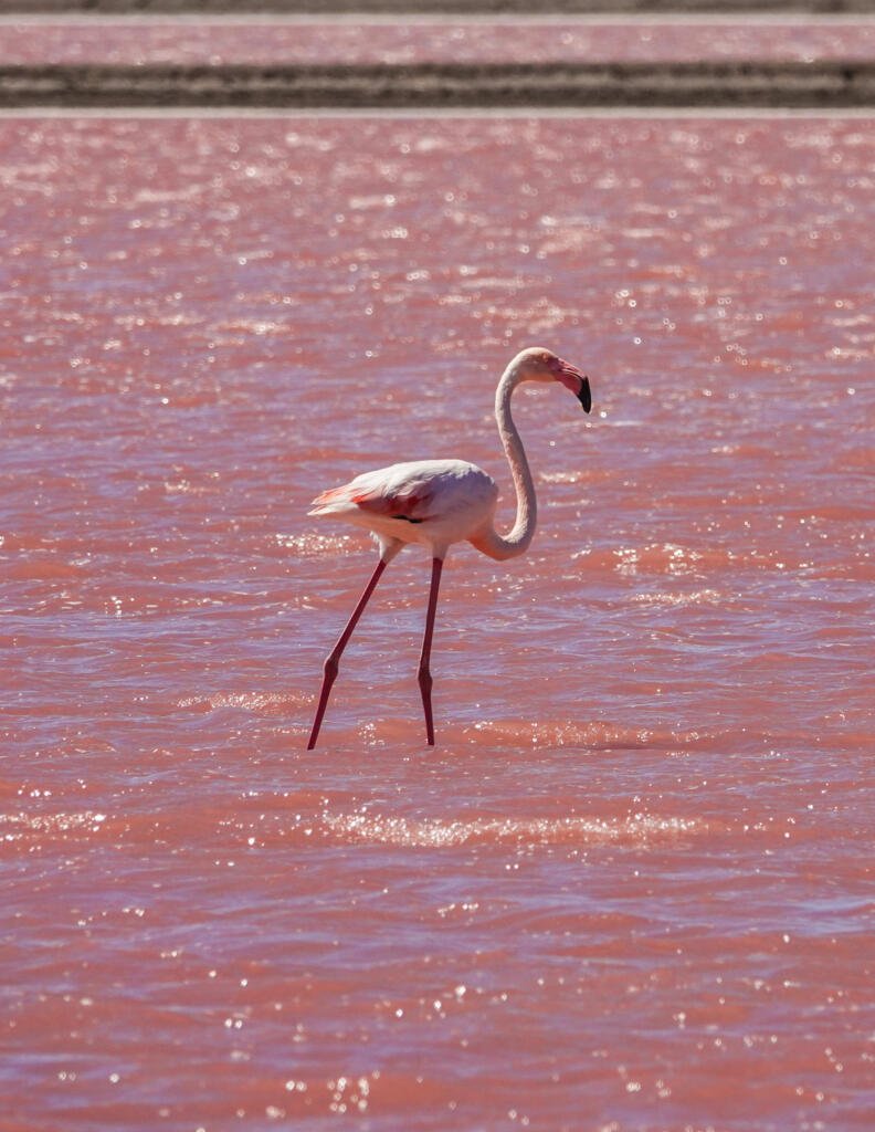 Flamingos at Aigues-Mortes, Camargue