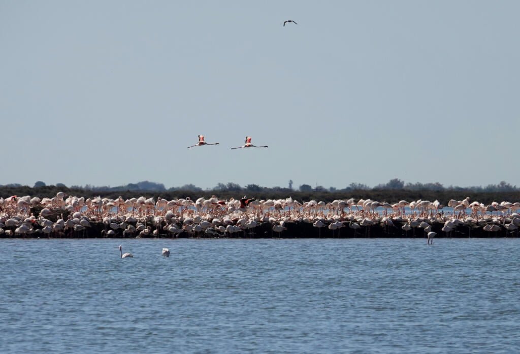 Flamants roses à Aigues-Mortes, Camargue