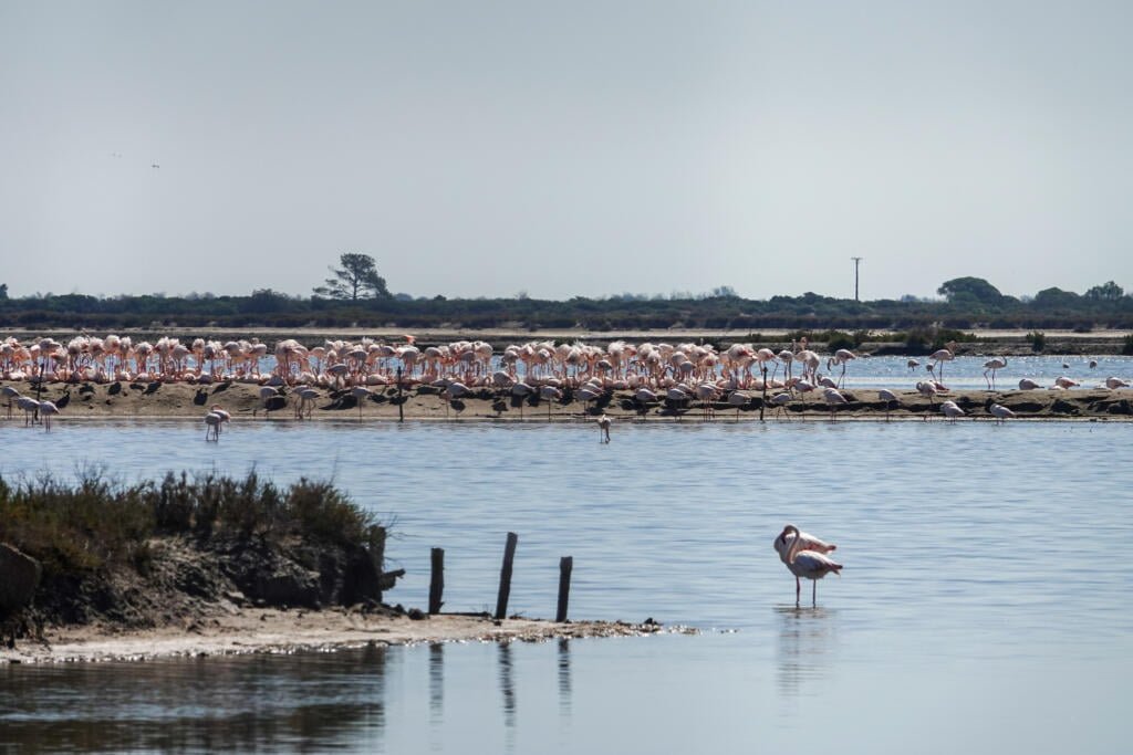 Flamants roses à Aigues-Mortes, Camargue