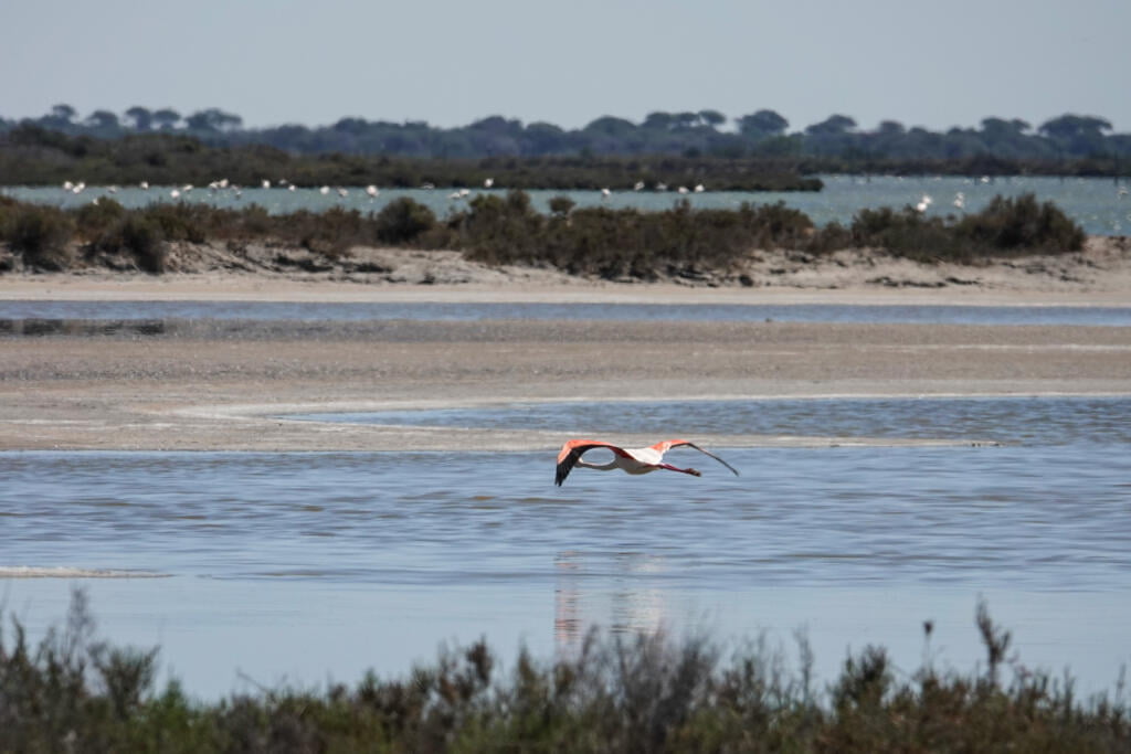 Flamants roses à Aigues-Mortes, Camargue