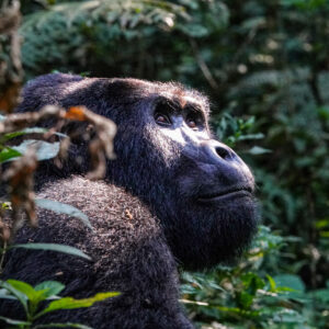 Silverback Happy, Bwindi Forest, Ouganda