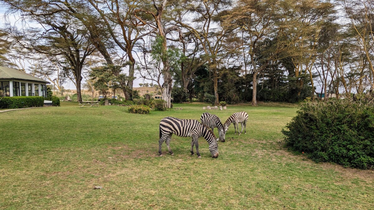 Kenya : Safari en famille et détente à Watamu – Image 5