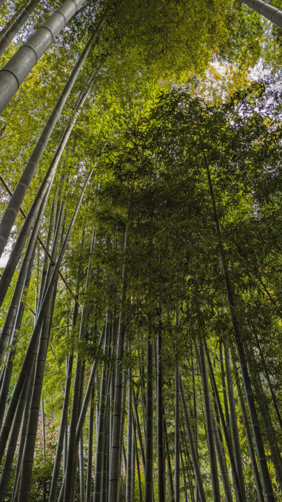 Hōkoku-ji, Kamakura, Japan