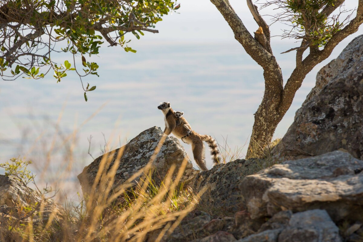 Madagascar : des Hautes Terres aux lagons du Sud – Image 2