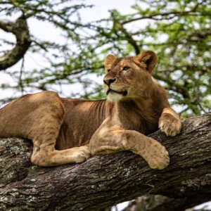 Tanzanie Express : Safari intense au cœur de la savane africaine