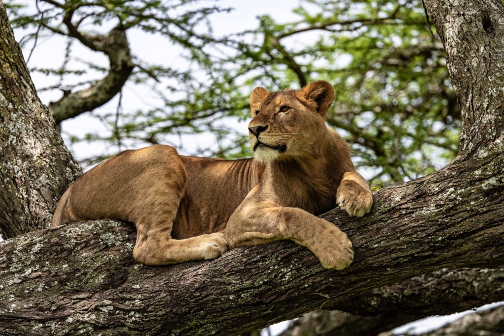 Tanzanie Express : Safari intense au cœur de la savane africaine