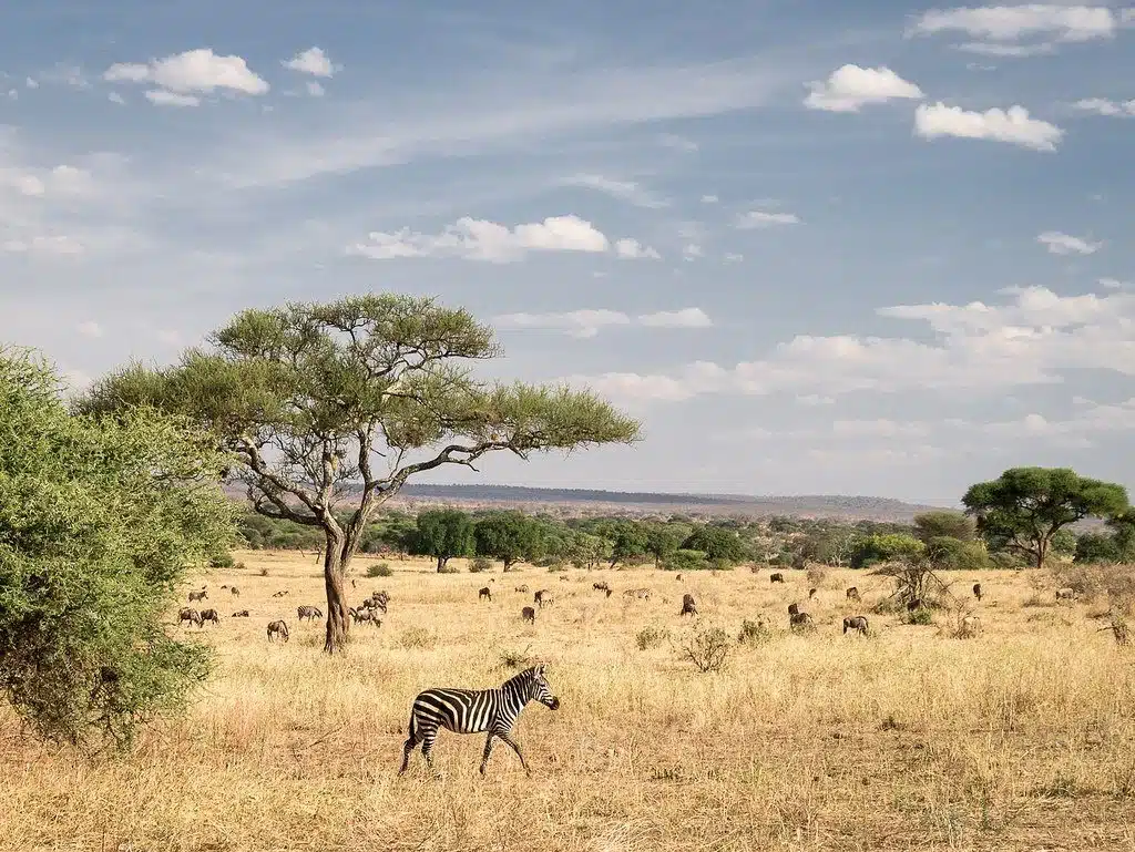 Tanzanie Express : Safari intense au cœur de la savane africaine – Image 4