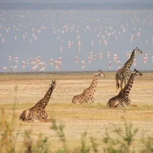 Tanzanie & Zanzibar : Safari d’exception et farniente sur l’île aux épices