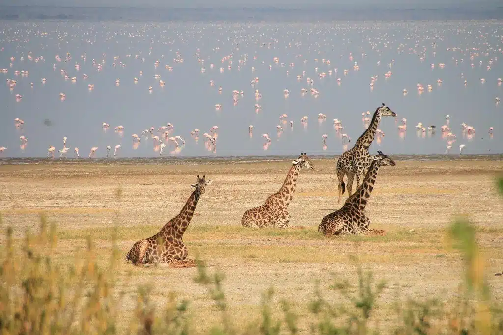 Tanzanie & Zanzibar : Safari d’exception et farniente sur l’île aux épices