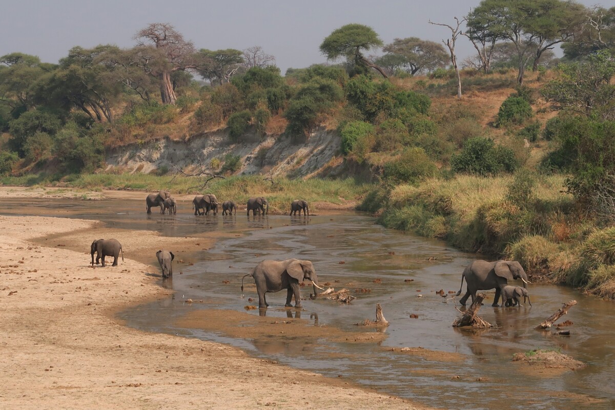 Tanzanie & Zanzibar : Safari d’exception et farniente sur l’île aux épices – Image 5